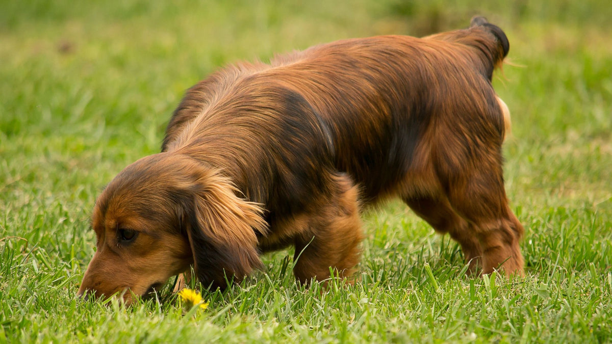 The Importance of Mental Stimulation for Your Dog's Wellbeing