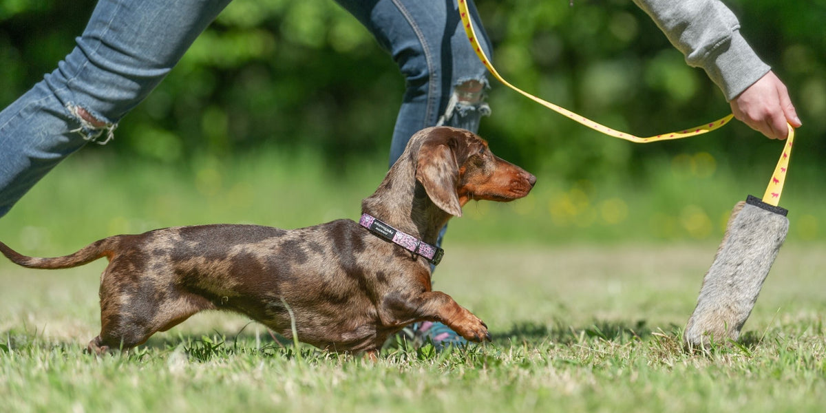 Tug toys for small dogs new arrivals