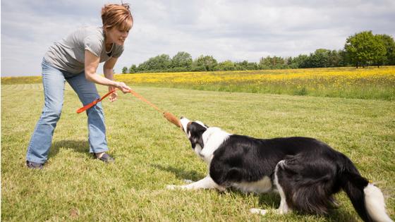 How to Control and Channel Prey Drive in Dogs on Walks