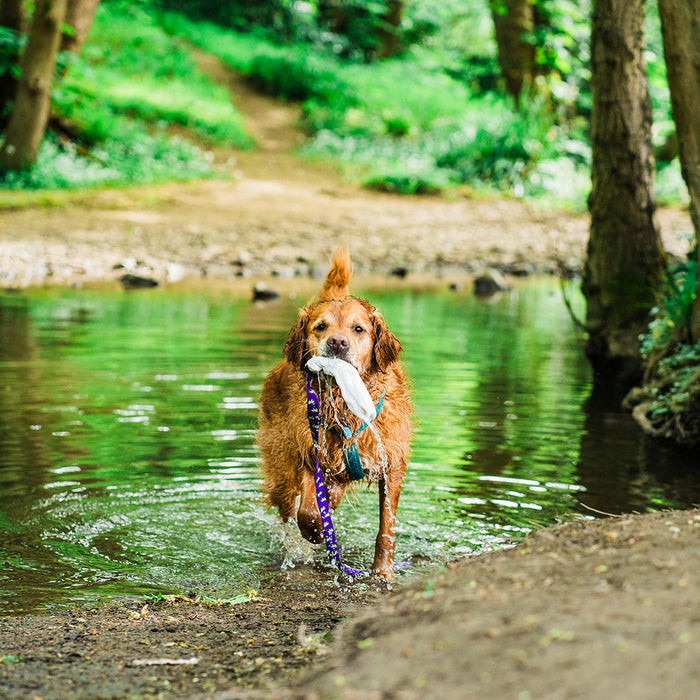 13 dogs that love water (and why!)