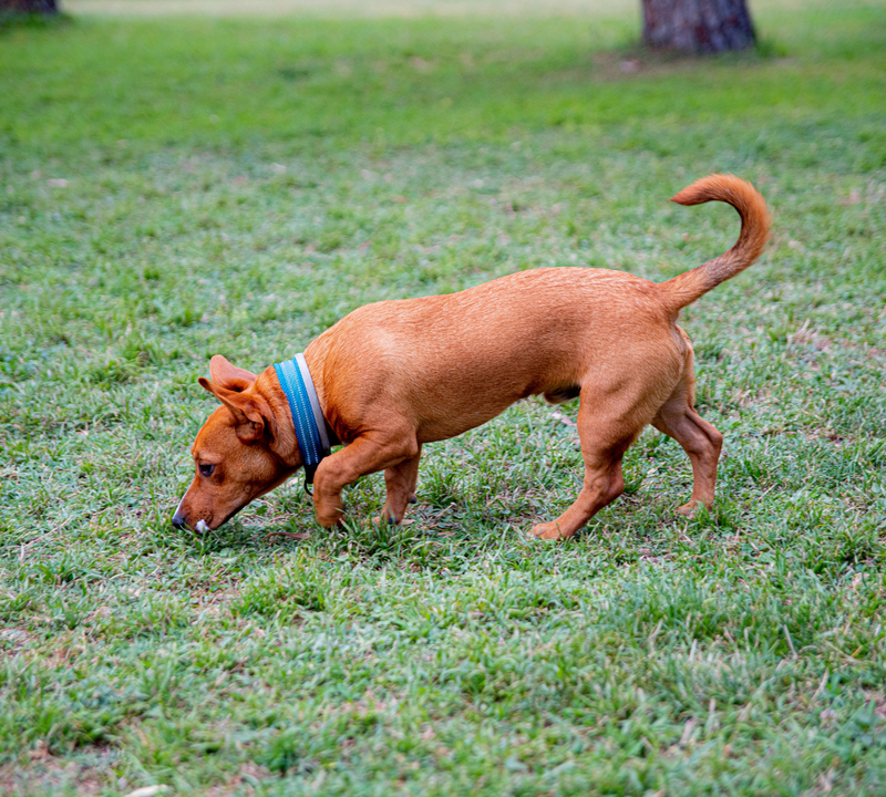 Scent training for store dogs