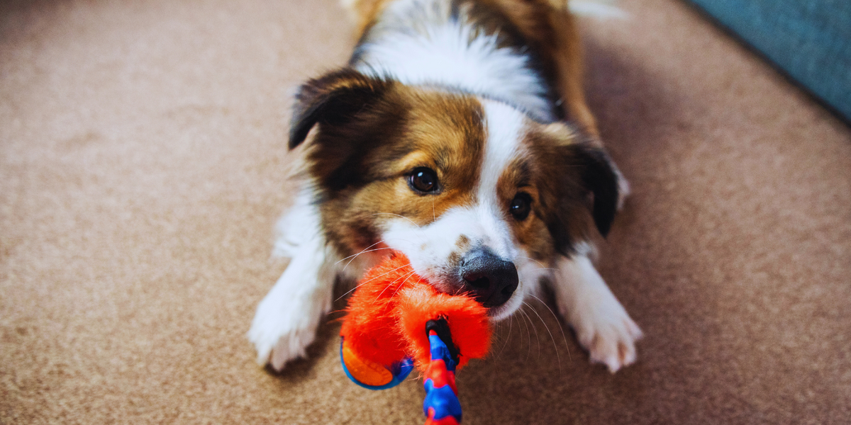 Dog toys to keep them busy uk best sale