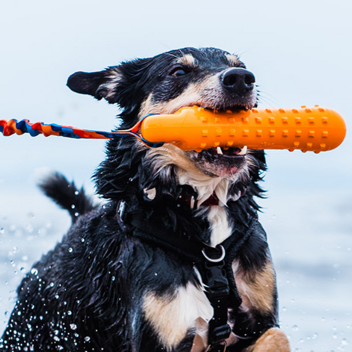 13 dogs that love water (and why!)