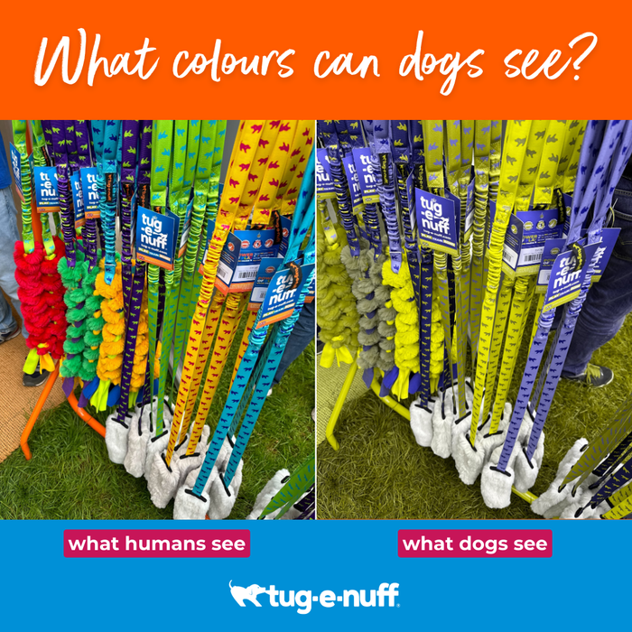What colours can dogs see? Do they see what we see?