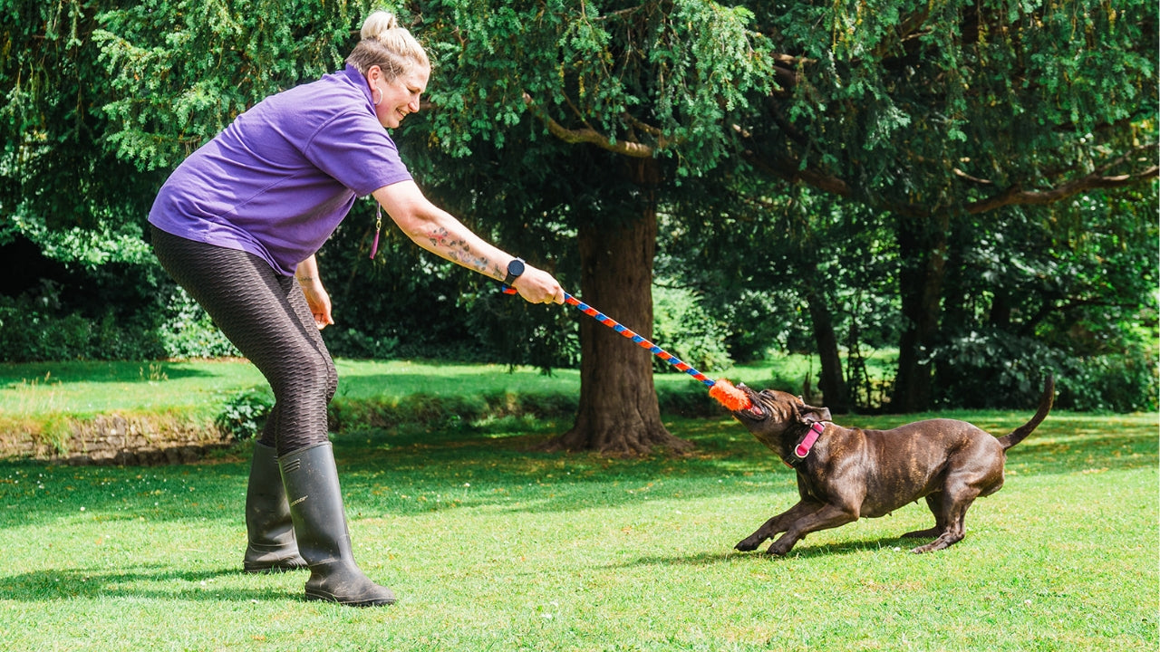 Ideal for Bigger, Stronger Dogs!